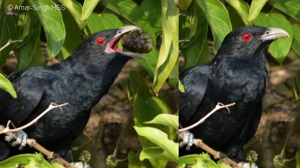 Black Asian Koel bird swallowing Morinda citrifolia (noni) fruit
