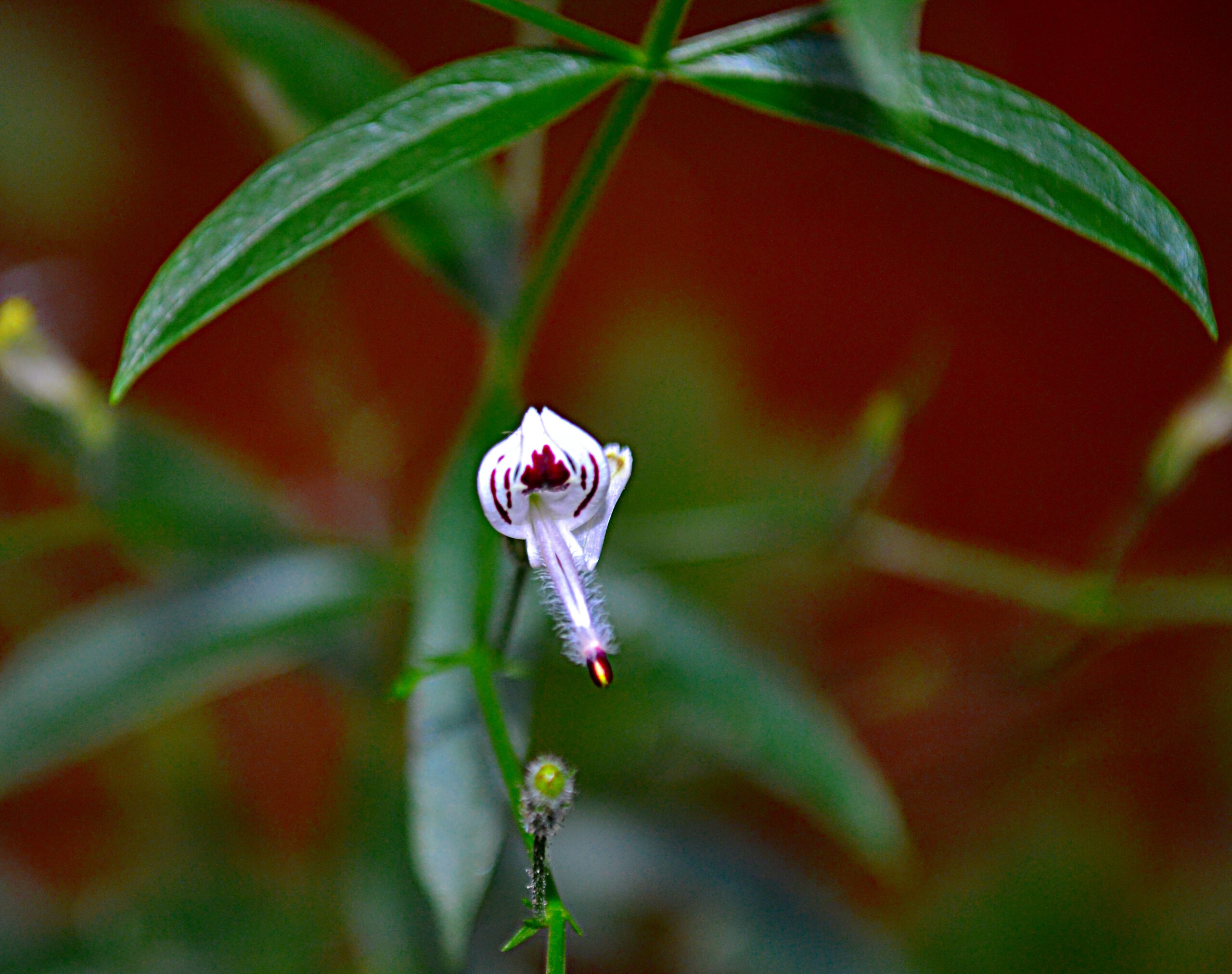 Component of DXN Andro G: flower of Andrographis paniculata