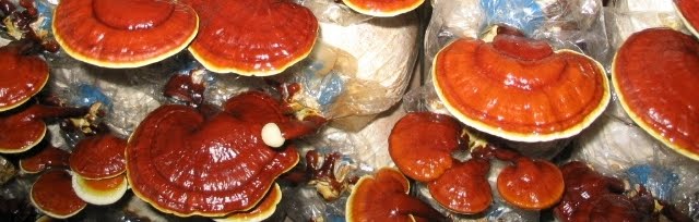 Reishi medicinal mushroom