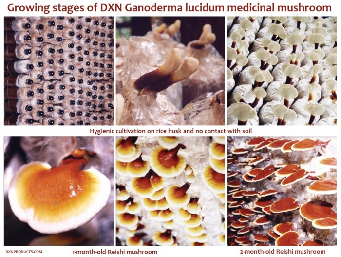 1-month-old and 2-month old DXN Red Reishi medicinal mushroom with hygienic upright cultivation method on rice husk.