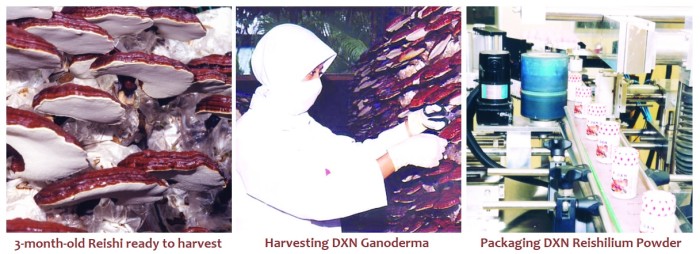 Harvesting 3-month-old Ganoderma and packaging DXN Reishilium Powder.