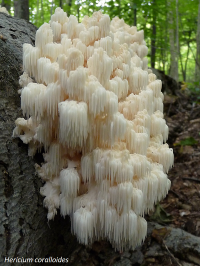 Hericium coralloides is the third type of the Hericium family, along with Erinaceus and Americanum.