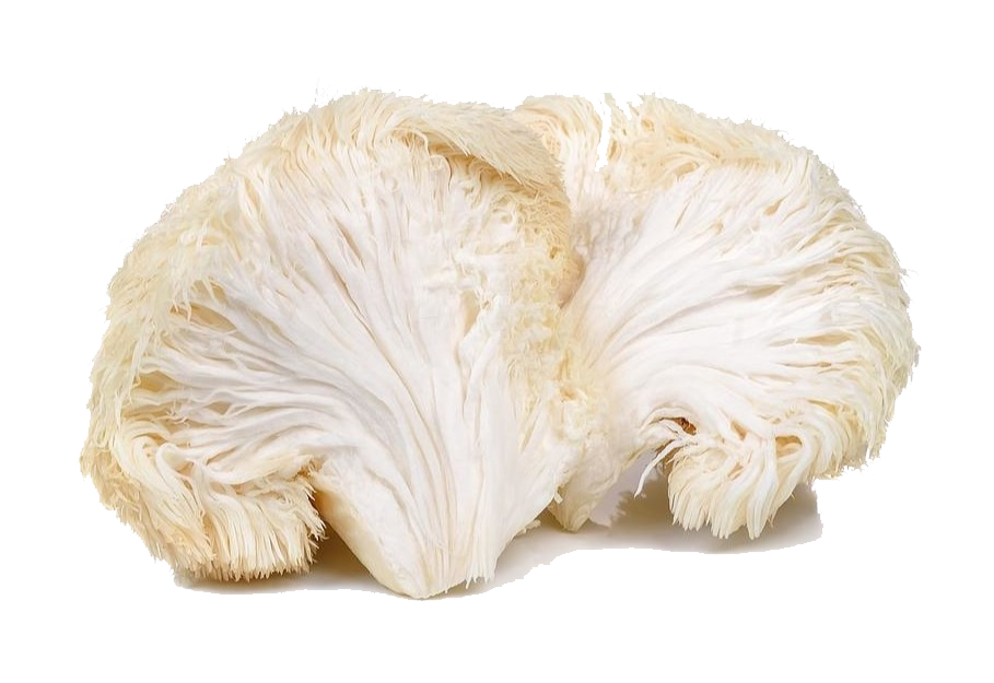 Hericium erinaceus medical muishroom is the friend of the nervous system and the digestive system