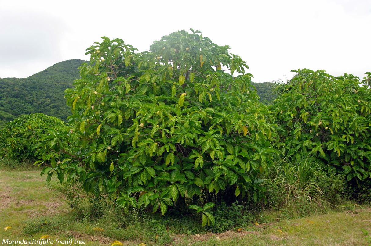 Morinda citrifolia tree with noni fruits