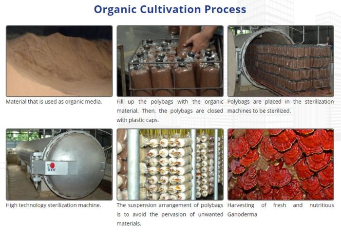 Steps of organic cultivation of Reishi at DXN Malaysia medicinal mushroom farm