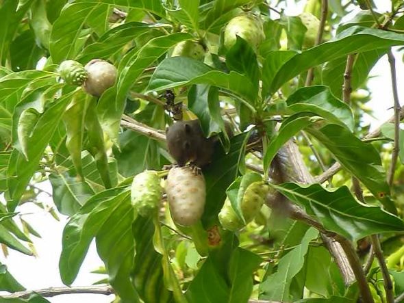 Animals, such as this little Plantain Squirrel enjoy the taste and health benefits of Noni (Morinda citrifolia) fruit .