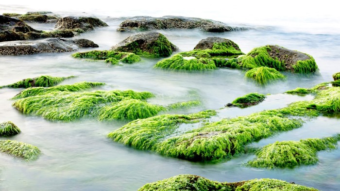 Spirulina alga on sea-rocks in natural habitat