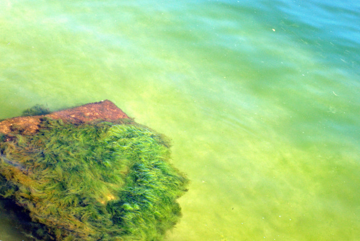 Nice green natural Spirulina alga in water
